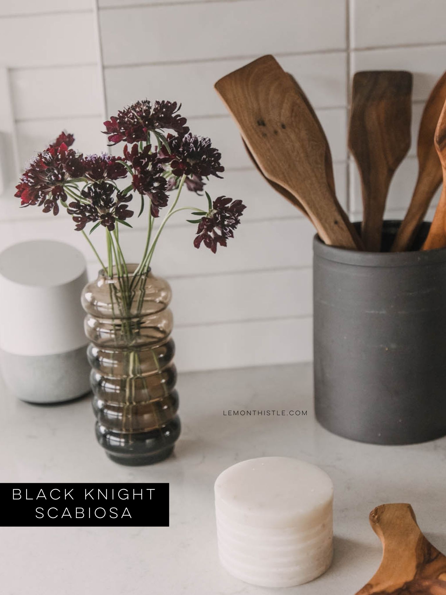 Black Knight Scabiosa