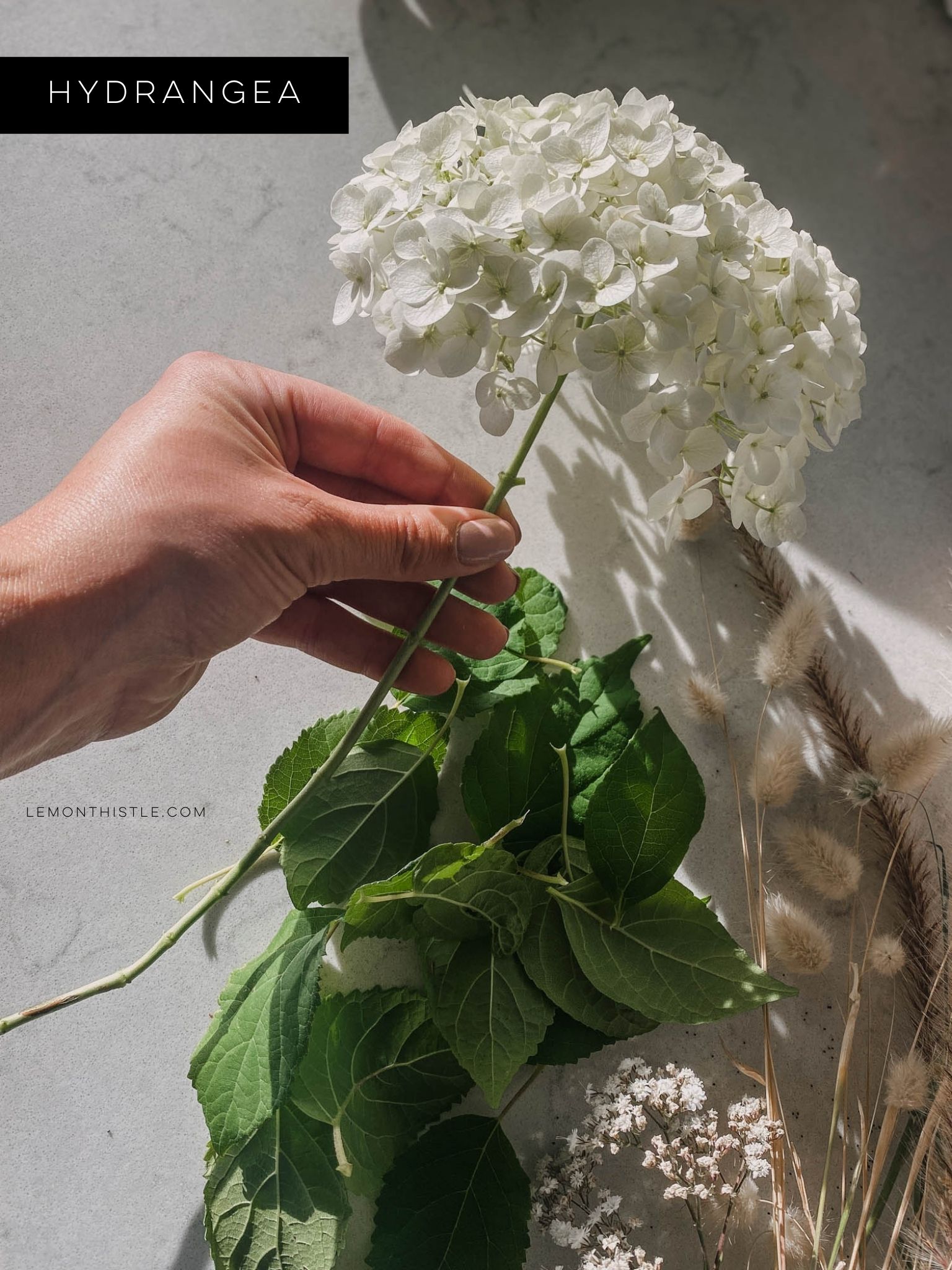 The best cut flowers to grow at home