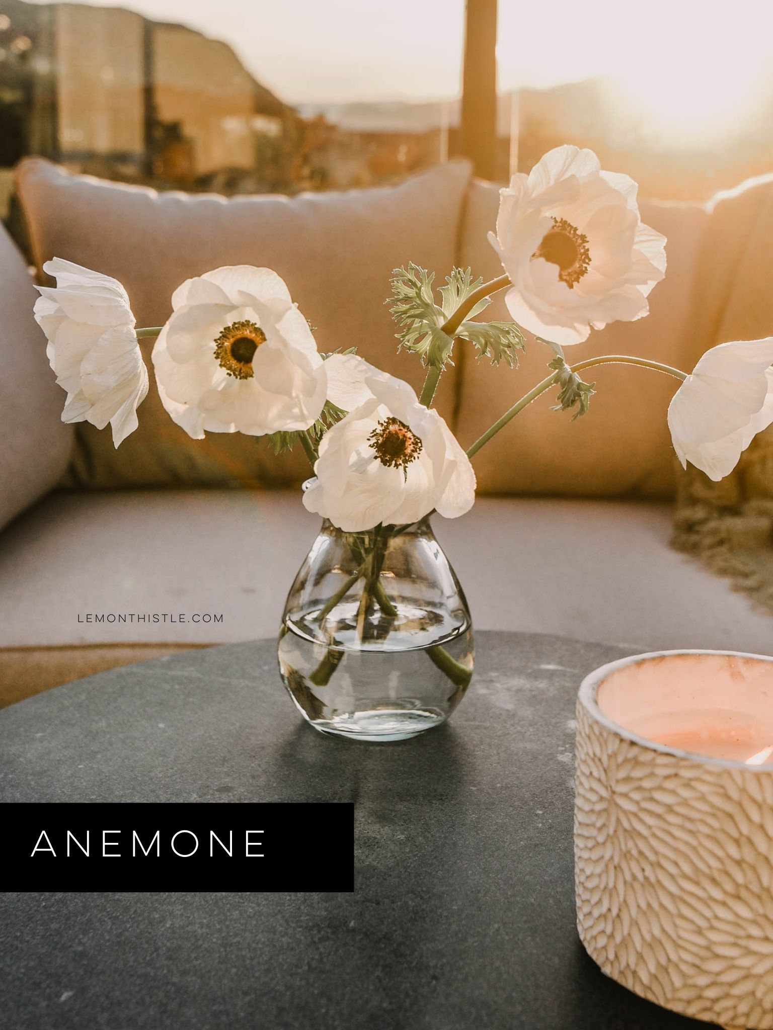 My favourite cut flowers to grow at home (zone 6)
