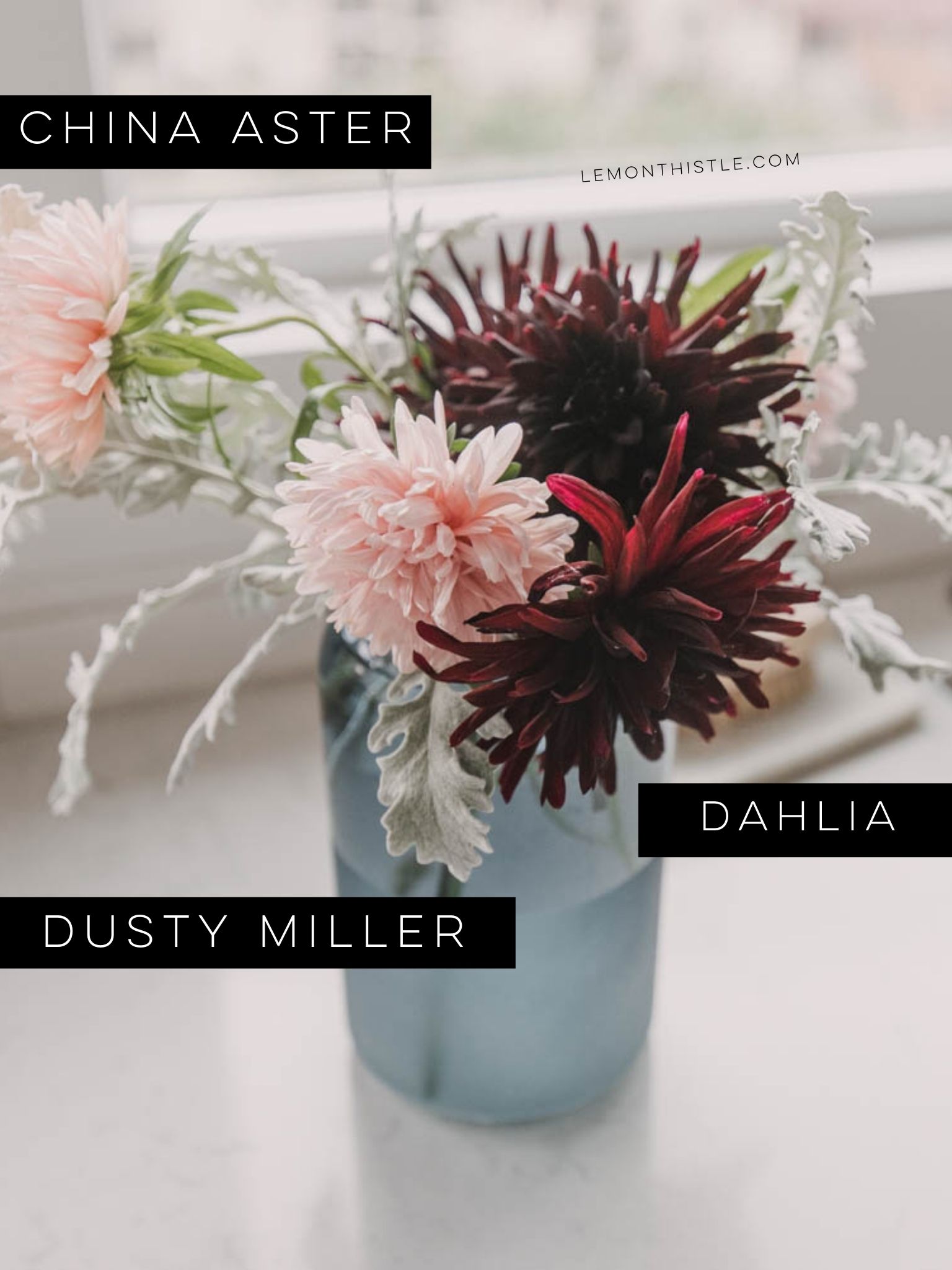 Beginner cut flower growing list