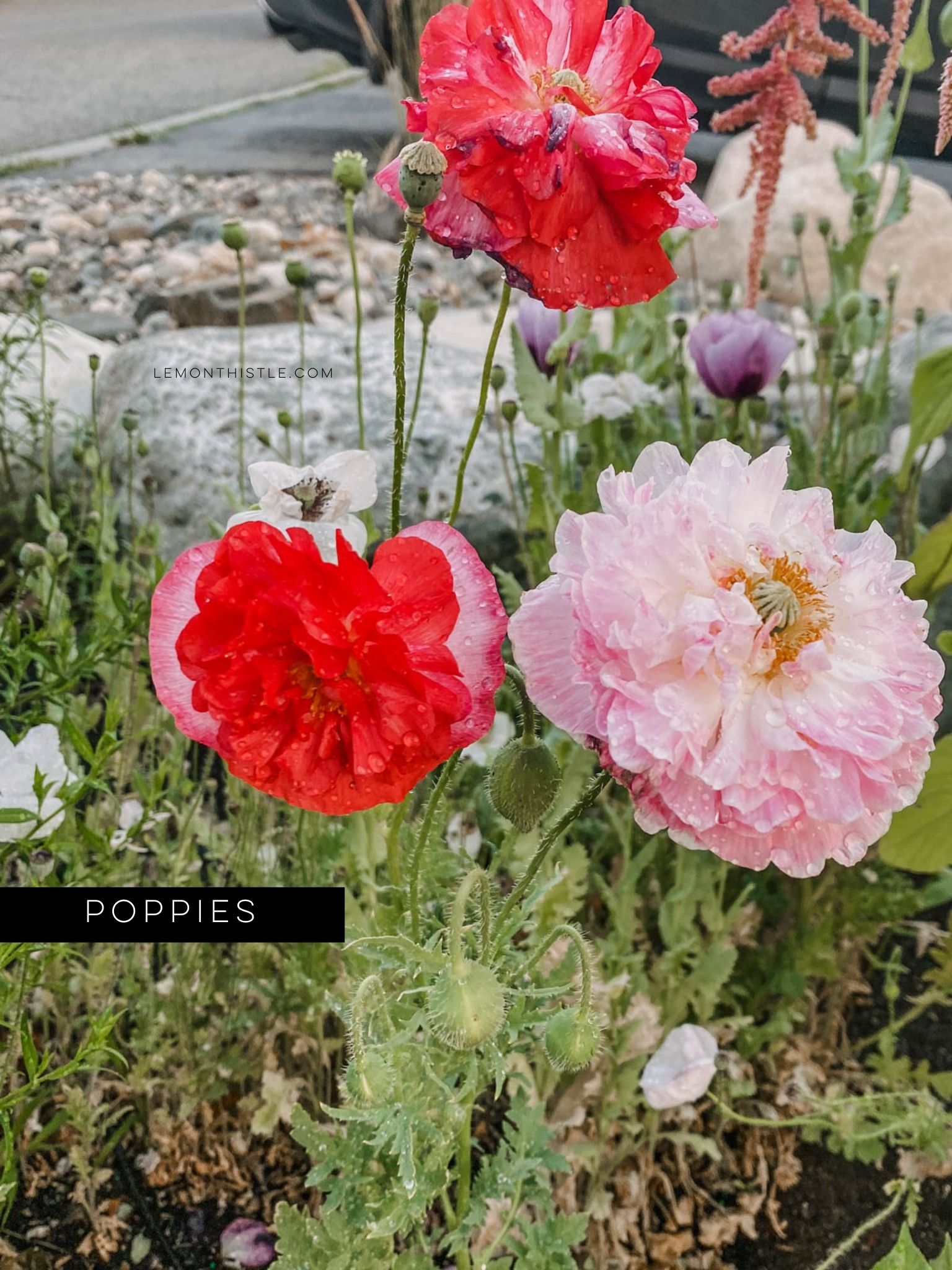 Which cut flowers to grow at home